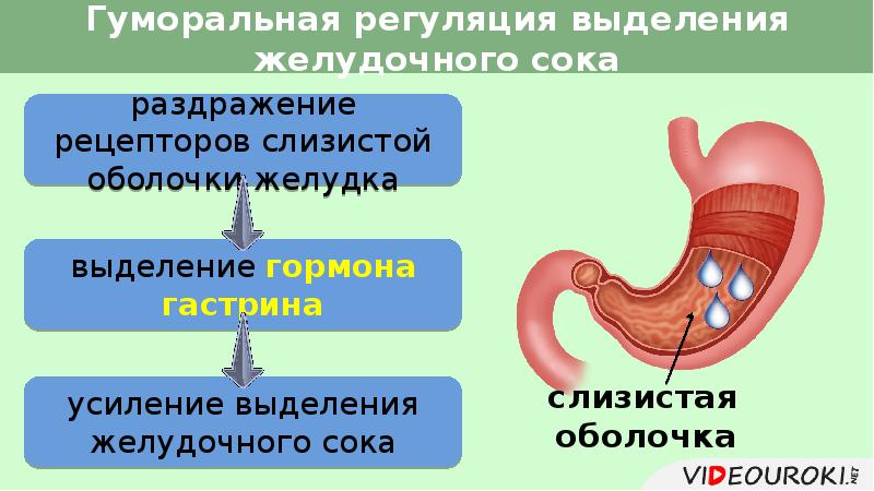 Почему выделяется желудочный сок. Регуляция желудочного пищеварения. Процесс пищеварения в желудке. Желудок и желудочный сок.
