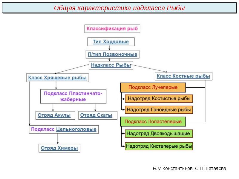 Схема систематических групп рыб