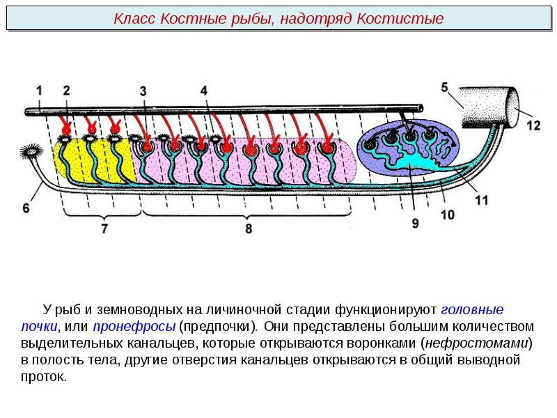 Презентация выделительная система пименов