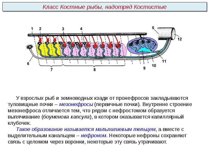 Почки у рыб и земноводных. Туловищные почки у рыб. строение туловищной почки. туловищные складки у рыб. мезонефрос у рыб.