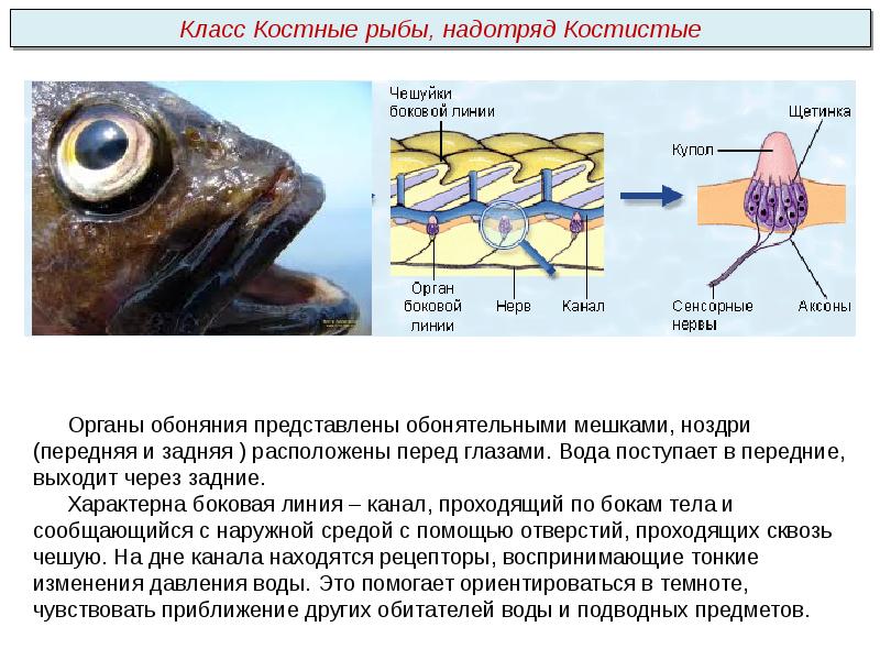 Схема строения боковой линии рыб