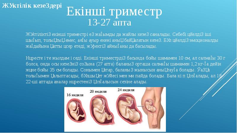 Жатыр ішілік даму кезеңдері презентация