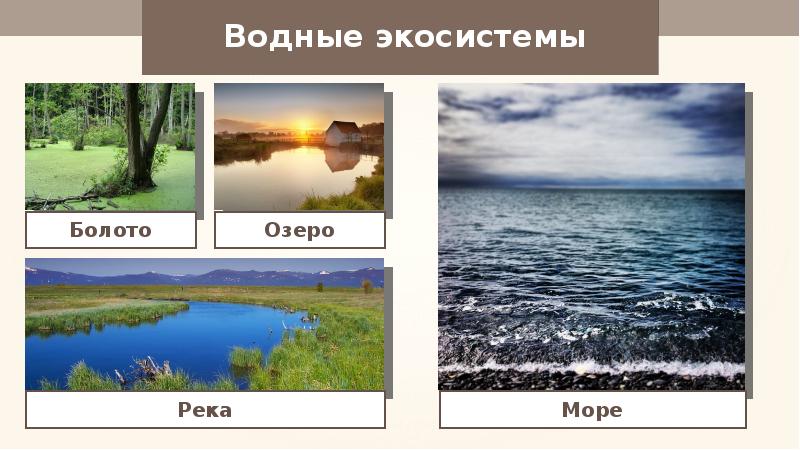 Водные экосистемы. Водные и наземные экосистемы. Типы водных экосистем. Разнообразие воды.