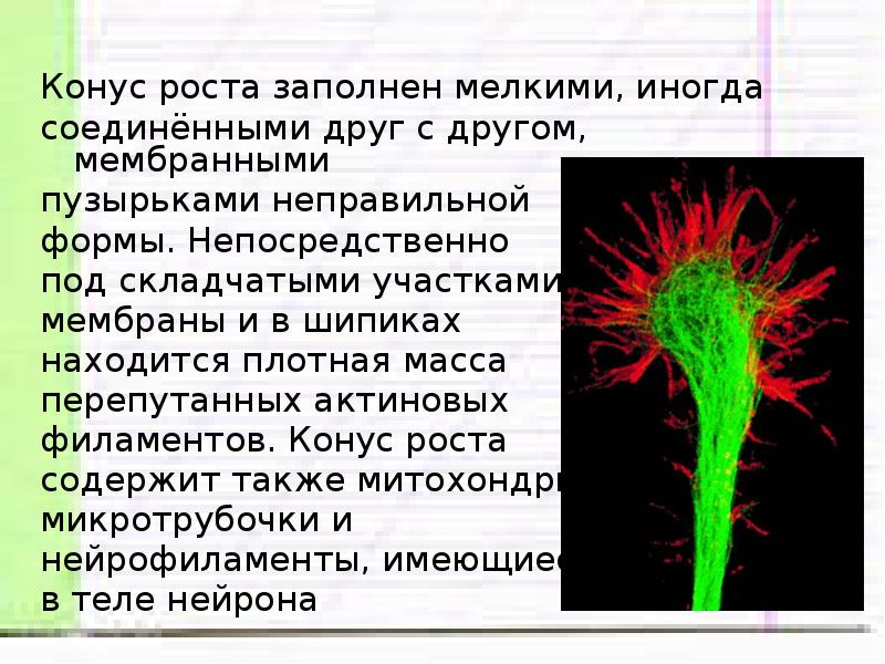 Связь между нейронами презентация