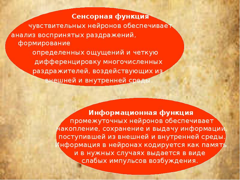 Система обеспечивающая анализ раздражений называется