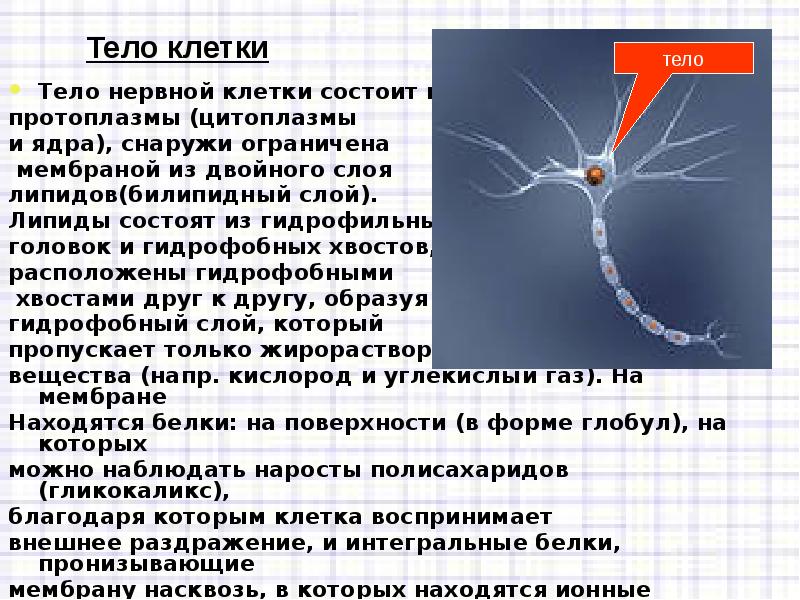 Нервная клетка состоит из