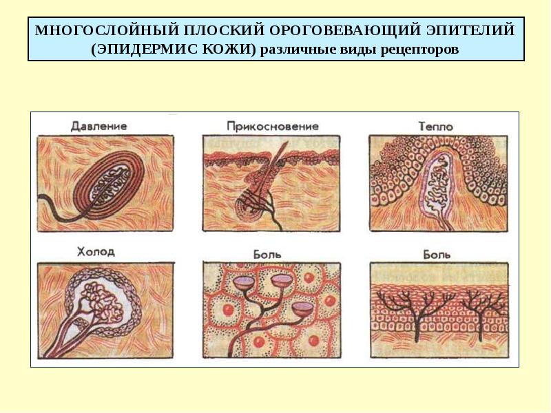 Индивидуальный рисунок кожи определяет слой