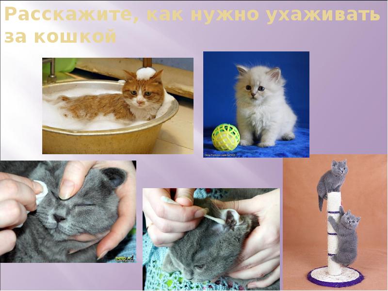 Уход за кошкой картинки для детей