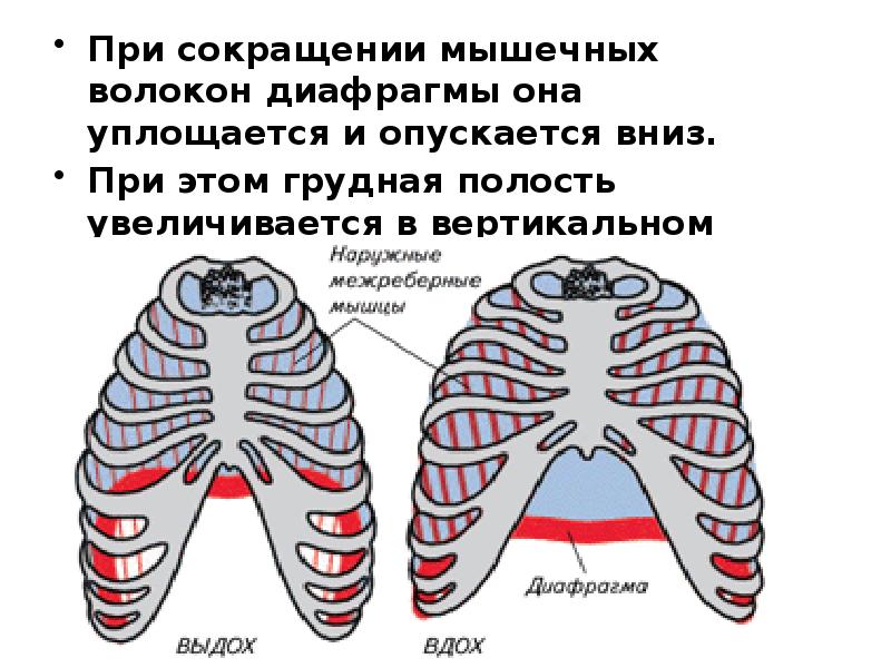 Схему положения грудной клетки при вдохе и выдохе