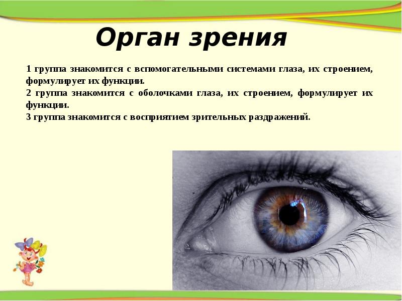 Глаза их функции. Органы чувств глаза. глаза орган зрения 3 класс презентация. глаза орган зрения 3 класс доклад. глаз как орган чувств.