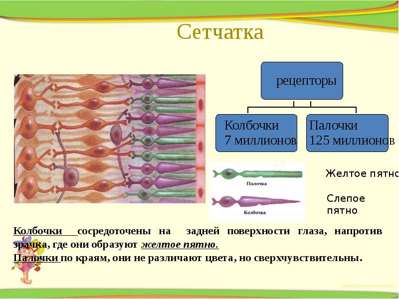 Зрительные рецепторы. Палочки и колбочки сетчатки функции. Рецепторы зрительного анализатора палочки и колбочки. Функции колбочек сетчатки глаза. Палочки и колбочки сетчатки глаза строение.