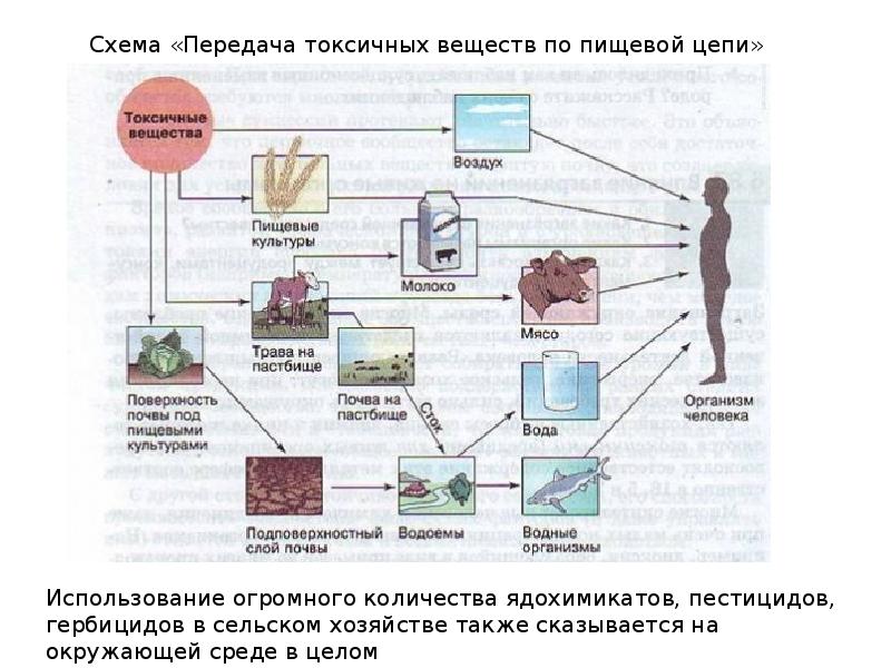 Влияние загрязнений на живые организмы презентация