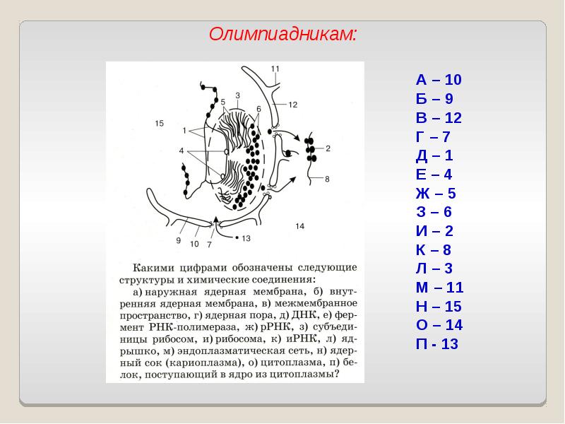 Какие структуры обозначены на схеме. Презентация Пименов ядро. Какая структура ядра обозначена цифрой 3?. Какие структуры ядра обозначены цифрами 1-6. Какой цифрой обозначено ядро.