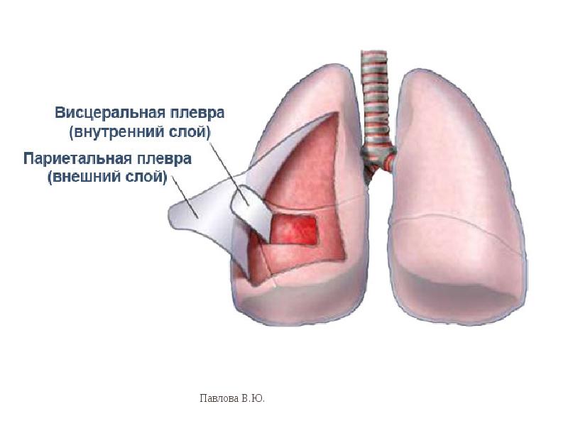 Фото плевра легких