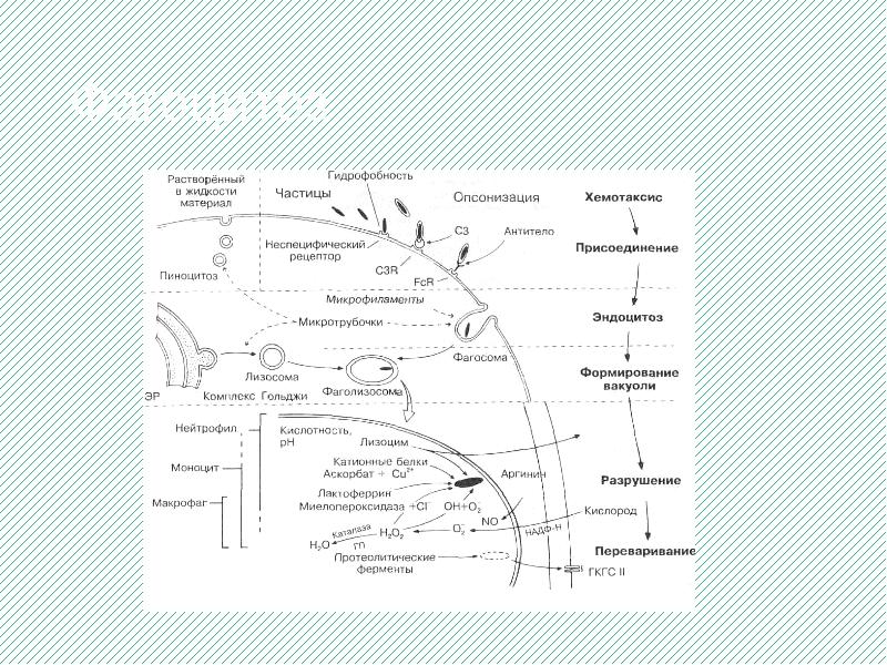 Фагоцитоз Фагоцитоз