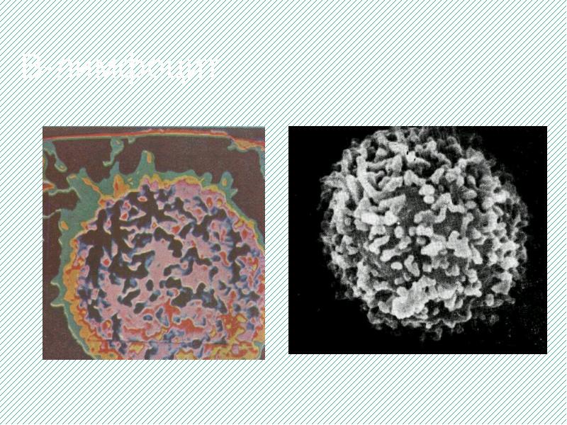 В-лимфоцит В-лимфоцит