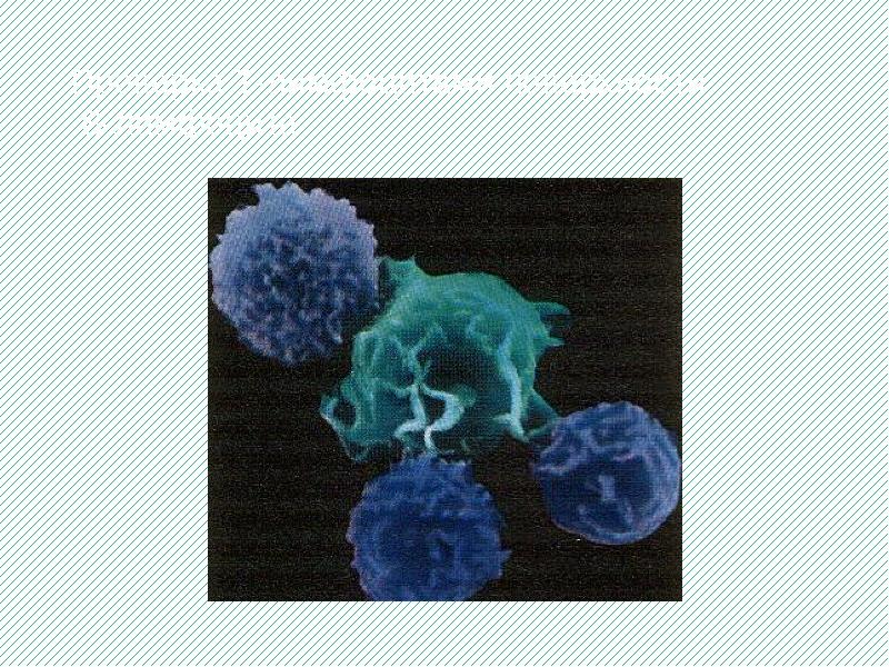 Проверка Т-лимфоцитами поверхности В-лимфоцита Проверка Т-лимфоцитами поверхности В-лимфоцита