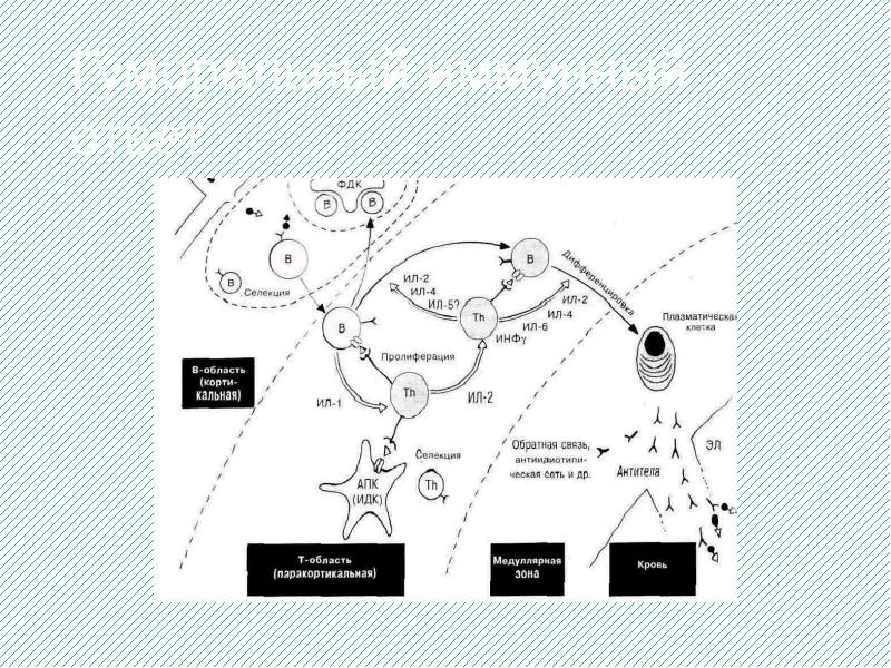 Гуморальный иммунный ответ Гуморальный иммунный ответ