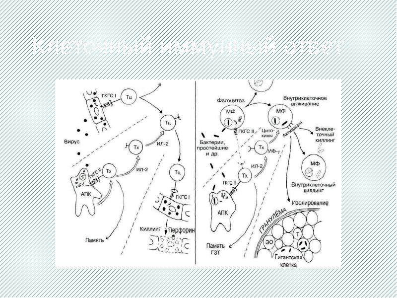 Клеточный иммунный ответ Клеточный иммунный ответ