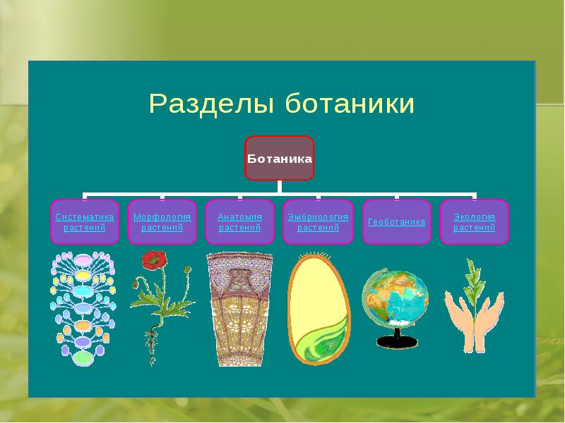 Знания в какой области ботаники
