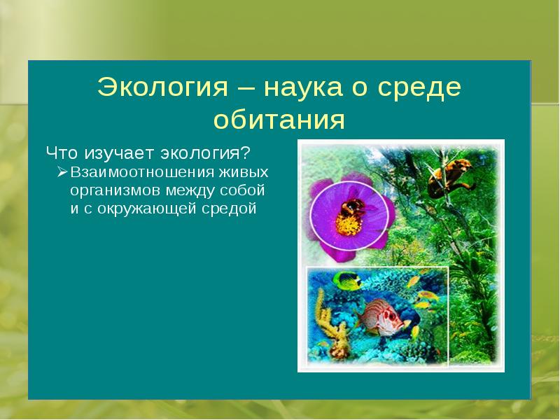 Биология наука о живых. Картинки биология наука о живой природе. Сириус биология - наука о живом ДЗ. Влияние человека на живую природу 5 класс биология презентация.