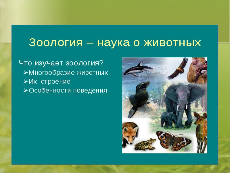 Наука о живой природе 13 букв. Зоология. Дисциплины зоологии. Зоология разнообразия наук. Зоология оформление.