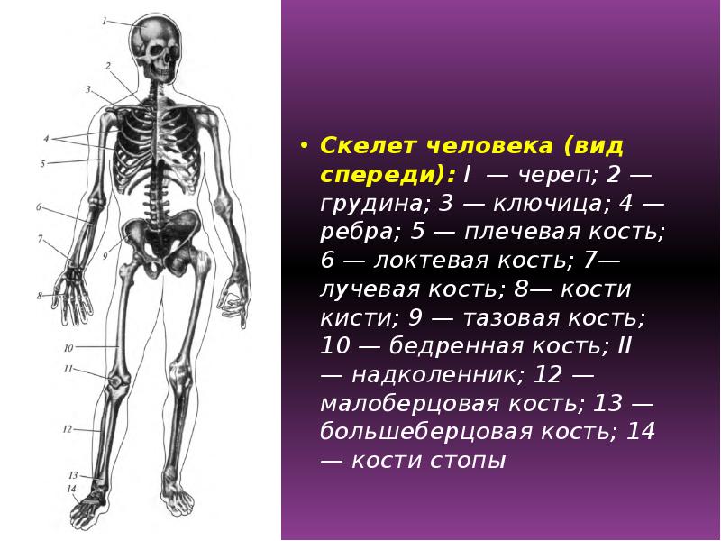 Скелет презентации это