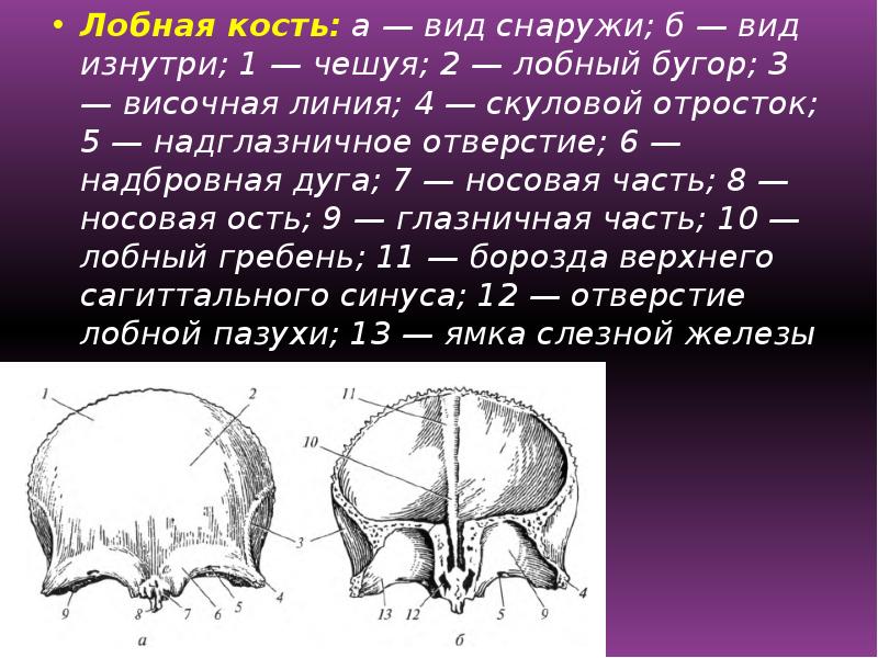 Возрастные особенности скелета презентация