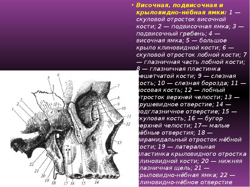 Височный отросток