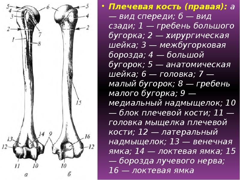 Плечевая кость относится к