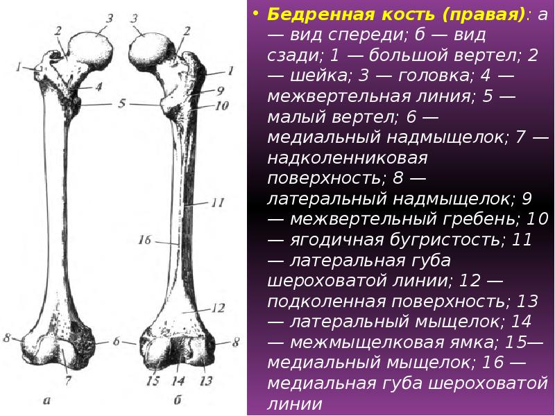 Кость порядка