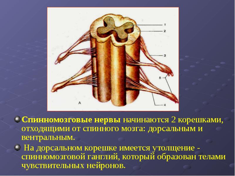 Дорсальные корешки