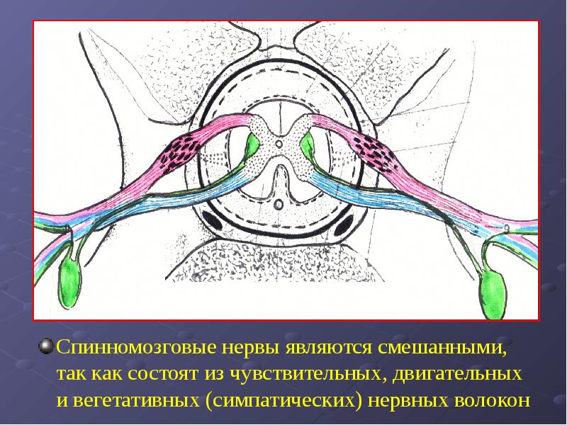 Двигательным является нерв. Нервные волокна спинномозгового нерва образуют. Смешанный спинномозговой нерв. Смешанные спинномозговые нервы.