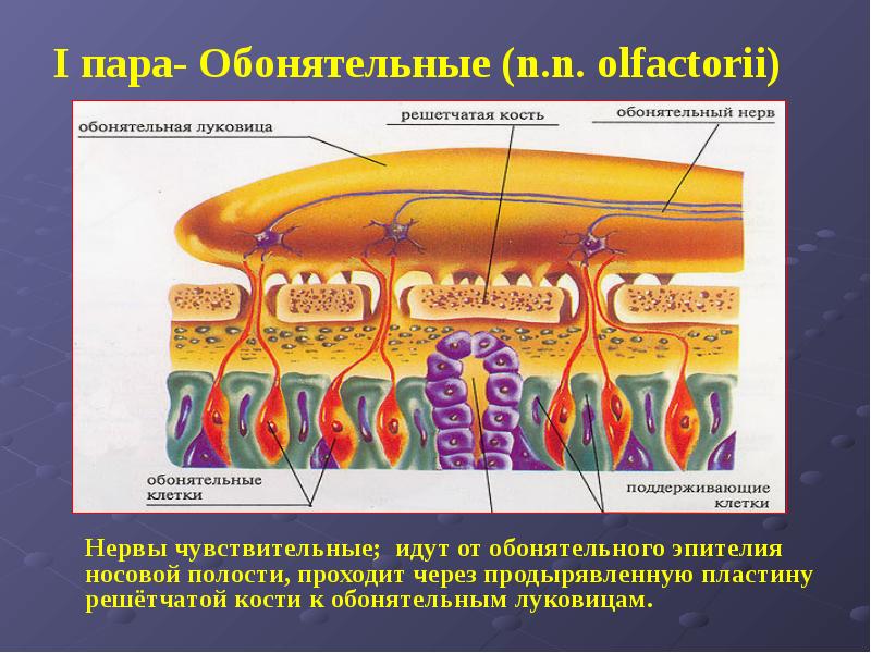 Обонятельный эпителий гистология. Схема обонятельного эпителия носовой полости. 1 Обонятельный нерв. Обонятельный канал
