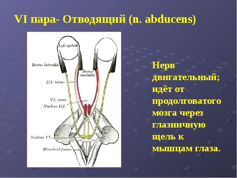 Отводящий нерв. Отводящий нерв двигательный. Отводящий нерв в продолговатом мозге. Vi — отводящий нерв. Отводящий нерв (n. ABDUCENS) иннервирует.