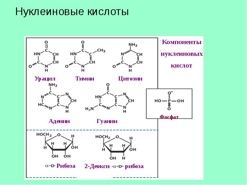 Строение нуклеиновых кислот биохимия презентация