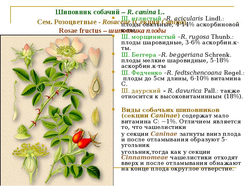 Шиповник группа растений какая