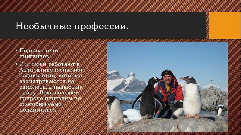 Необычные профессии. Подниматели пингвинов  Эти люди работают в Антарктиде и
