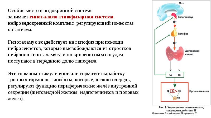 Роль эндокринной регуляции презентация