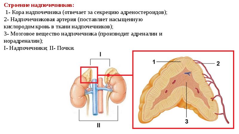 Узел надпочечника