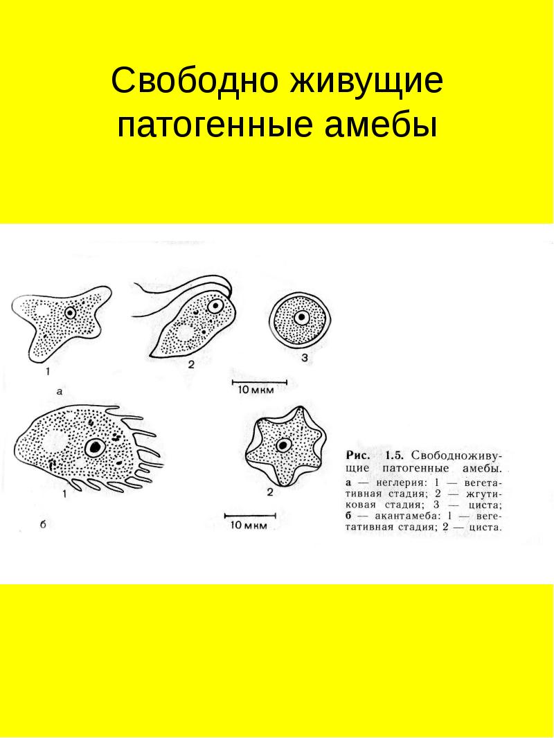 Какой цифрой обозначена на рисунке циста амебы