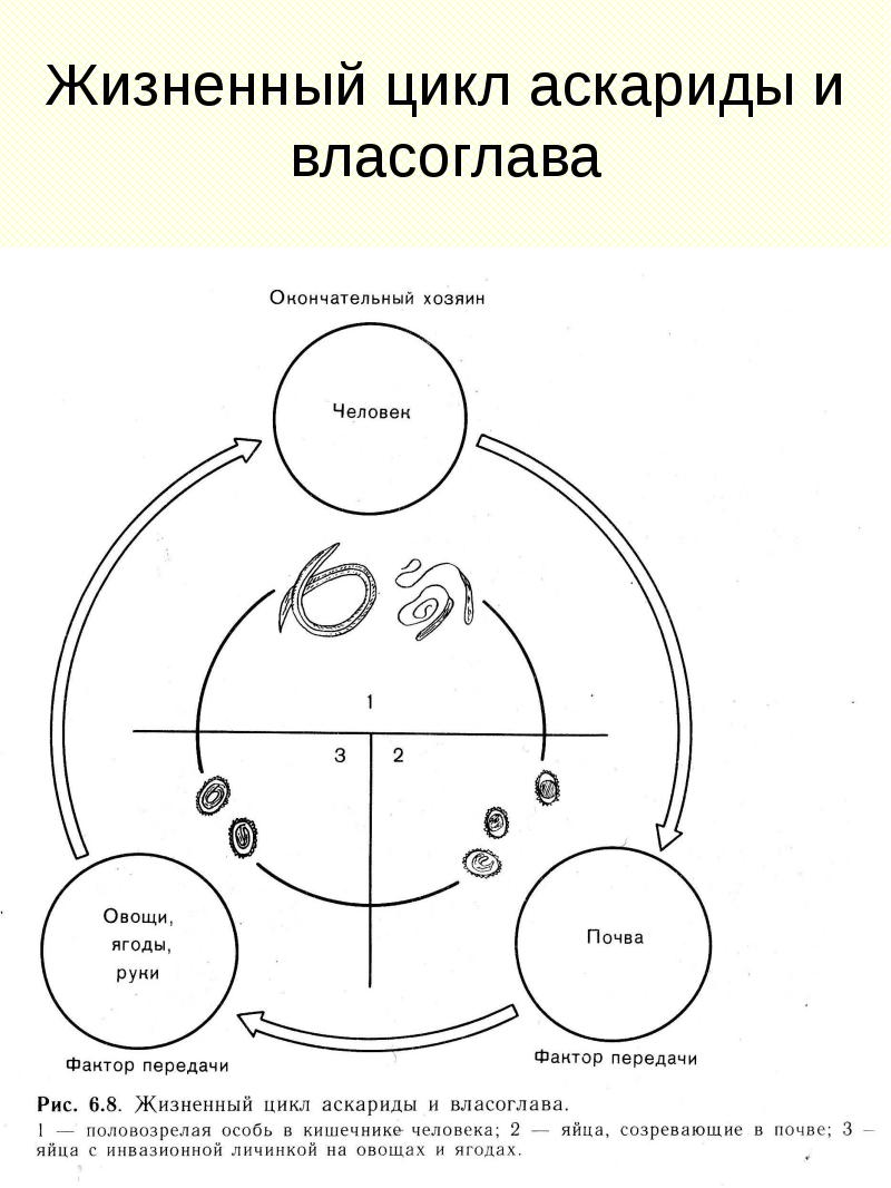 Жизненный цикл аскариды схема. Жизненный цикл власоглава схема. Цикл развития власоглава схема. Жизненный цикл развития власоглава.