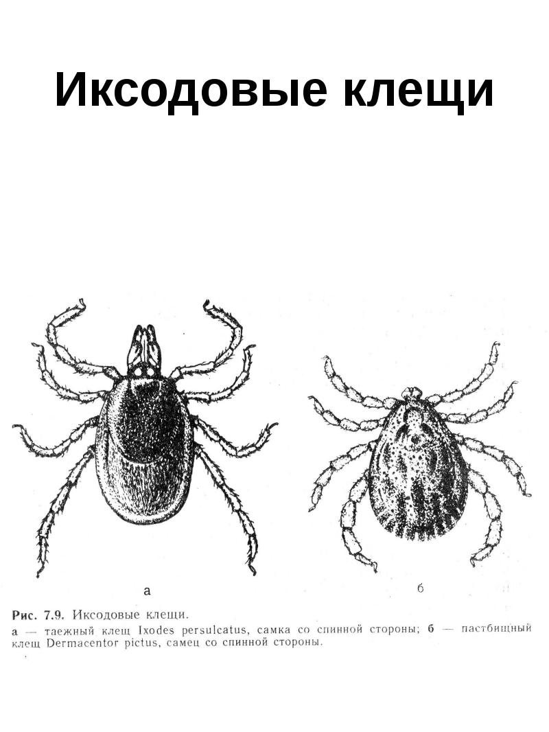 Иксодовый клещ схема