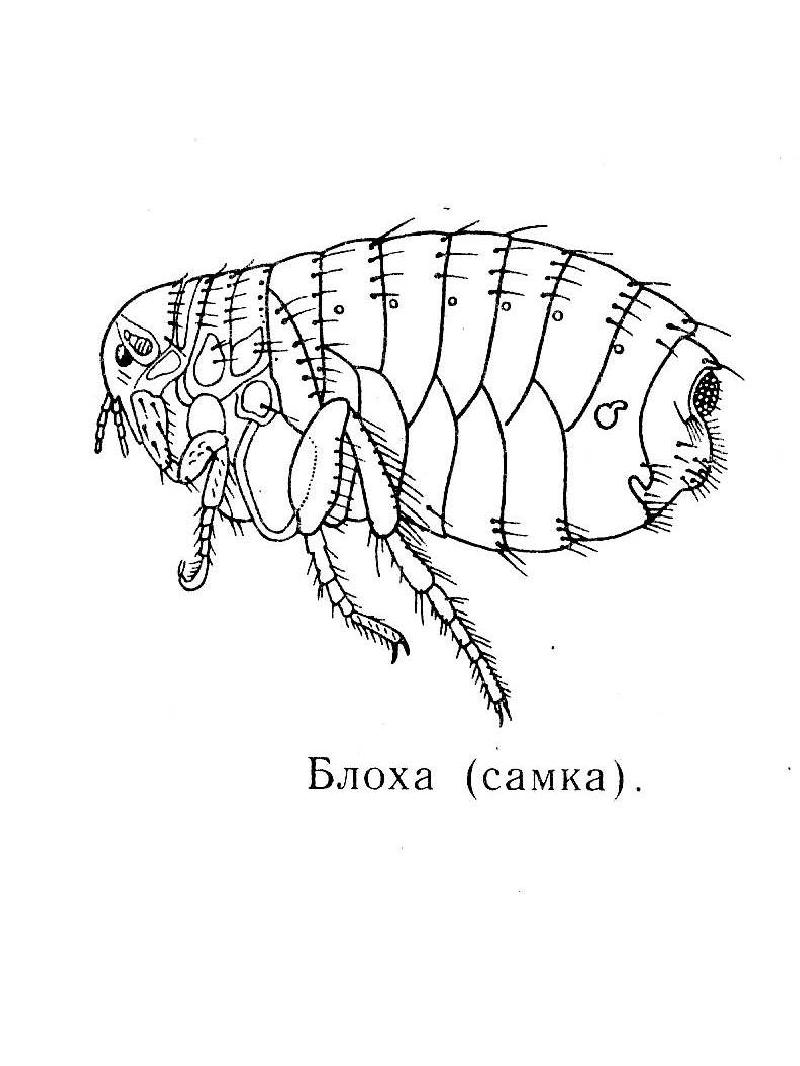 Рисунок карандашом блоха