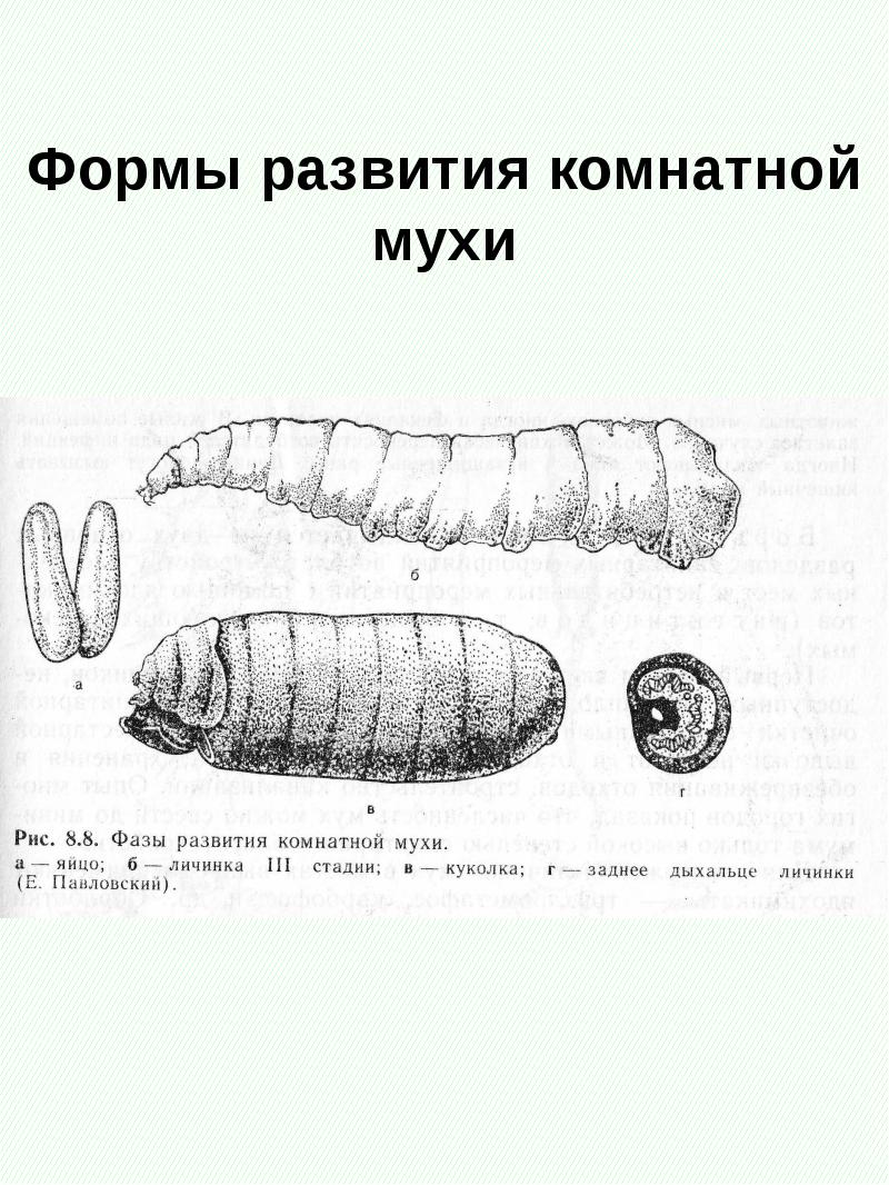 Эволюция мухи. Личинки мухи стадии развития. Личинка комнатной мухи. Стадии развития комнатной мухи. Цикл развития комнатной мухи.