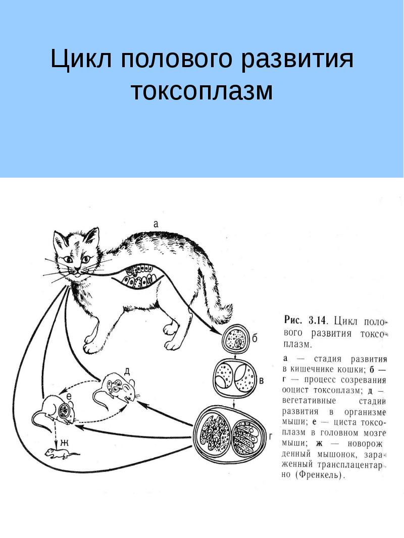 Цикл развития какого организма показан на рисунке