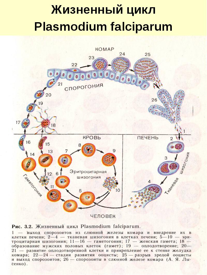 Цикл малярии. Жизненный цикл развития малярийного плазмодия схема. Жизненный цикл Plasmodium falciparum схема. Жизненный цикл малярийного плазмодия схема. Стадии жизненного цикла малярийного плазмодия.