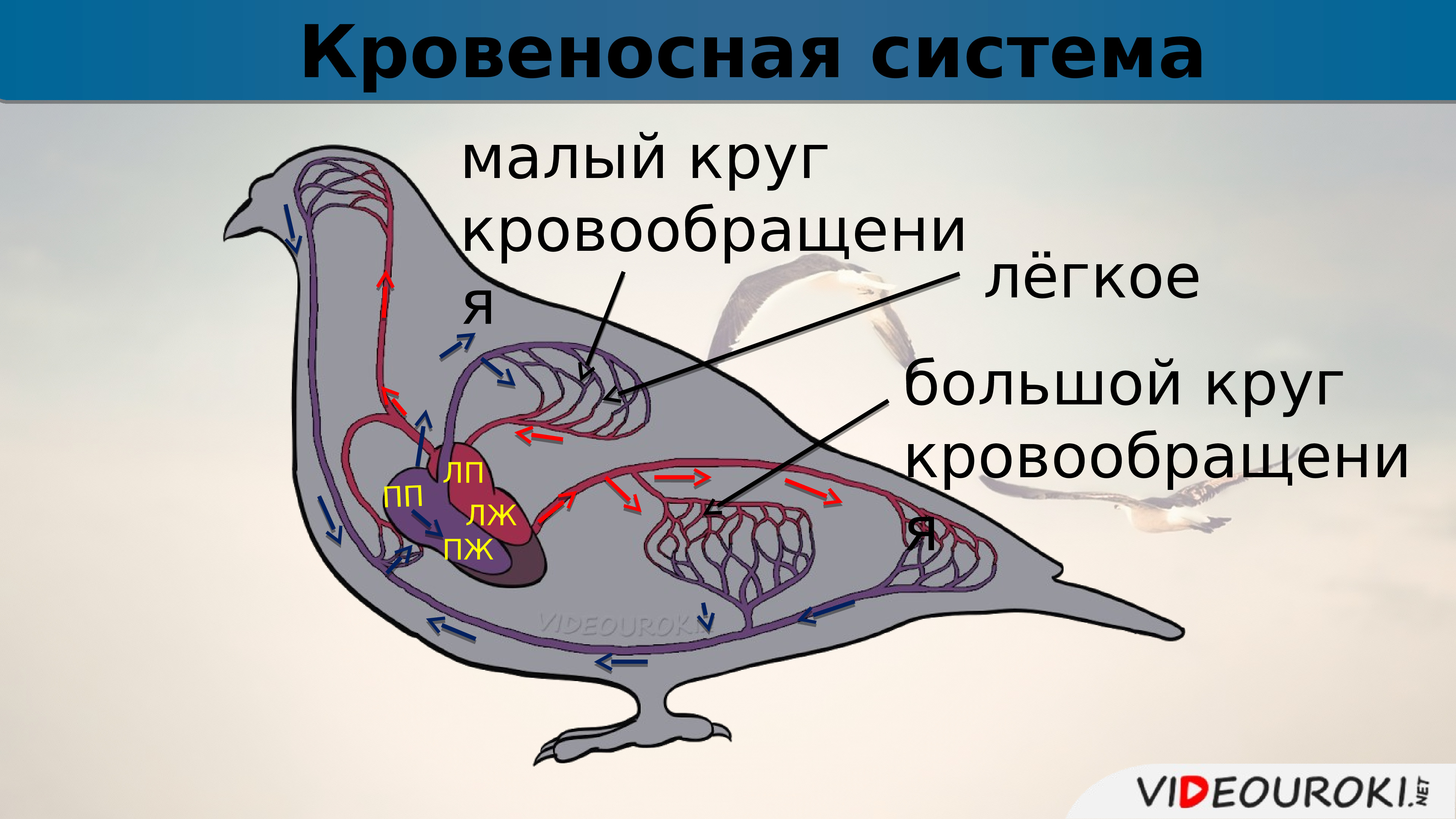 Схема кровообращения птиц. Кровеносная система птиц круги кровообращения. Кровеносная система птиц схема кругов кровообращения. Схема строения кровеносной системы птиц. Кровеносная система птиц большой и малый круг.