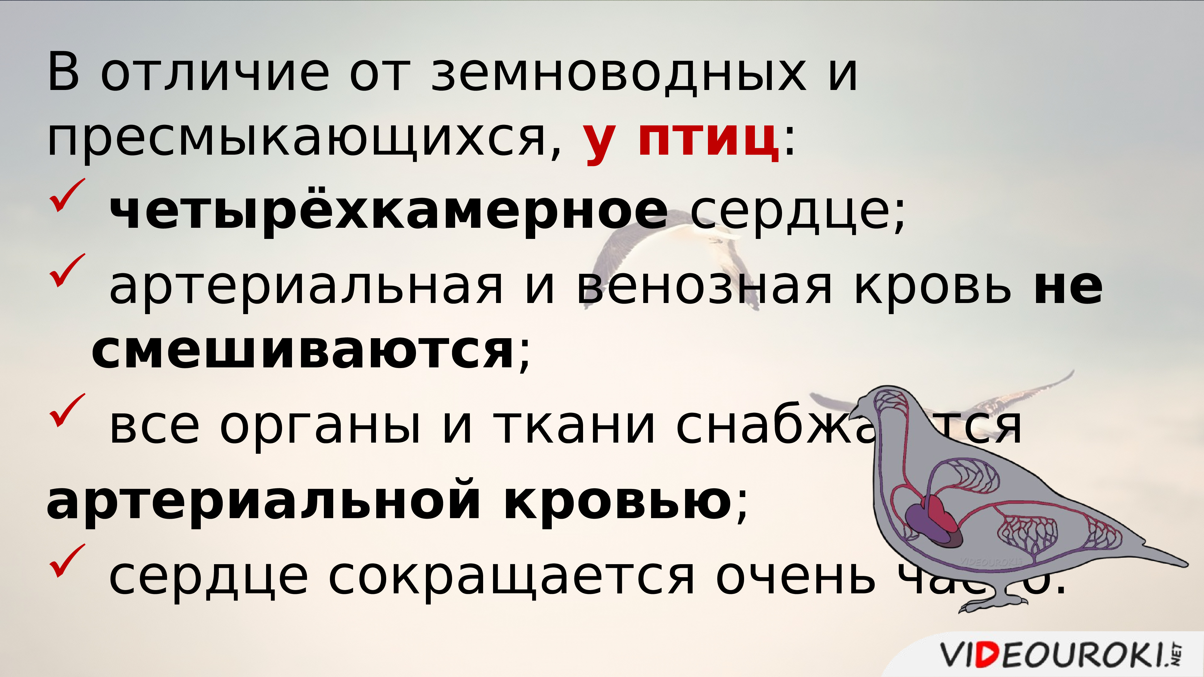 Внутреннее строение птиц 7 класс биология презентация