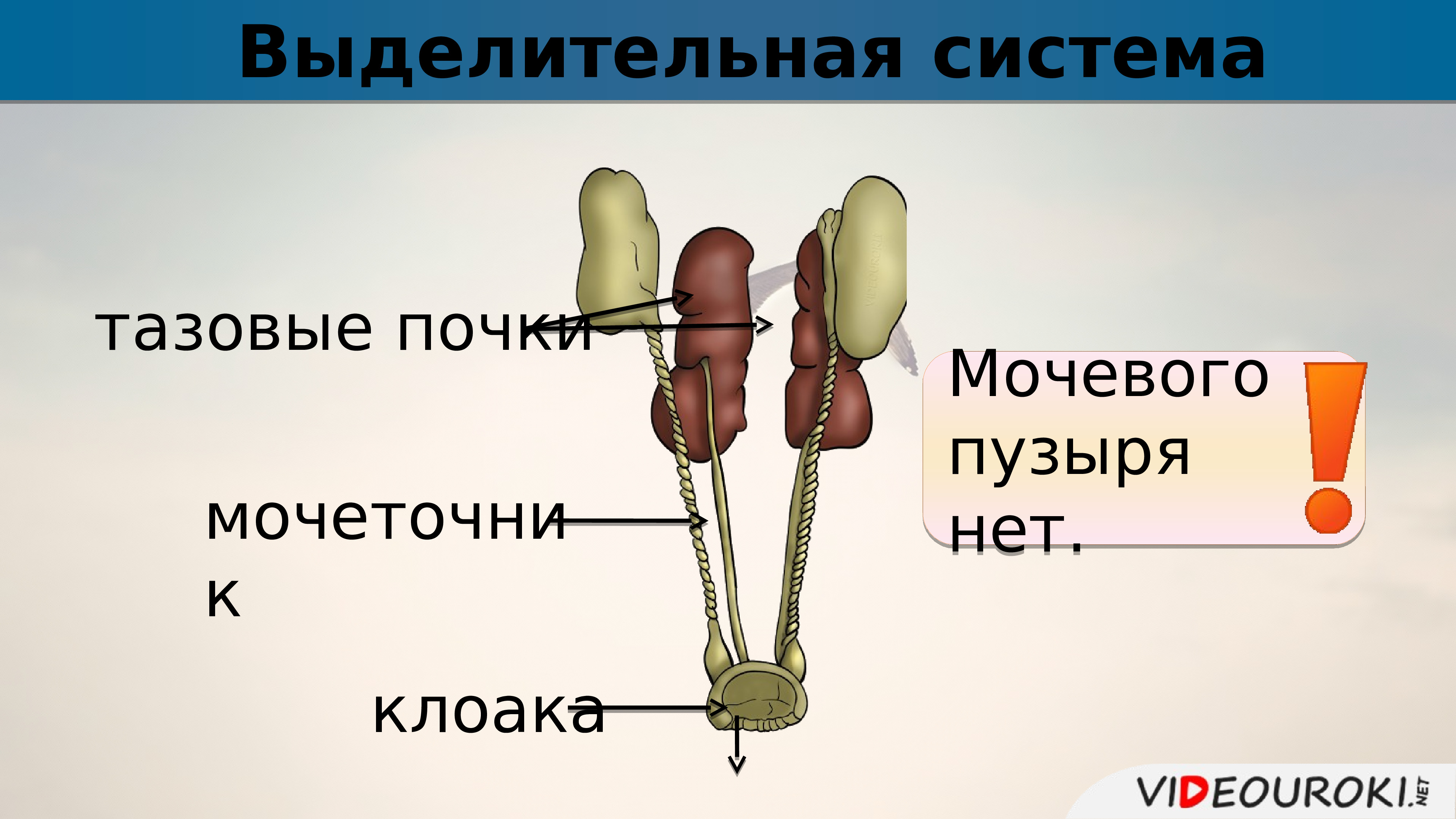 Схема выделительная система птиц